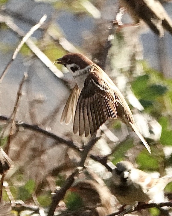 tree sparrow